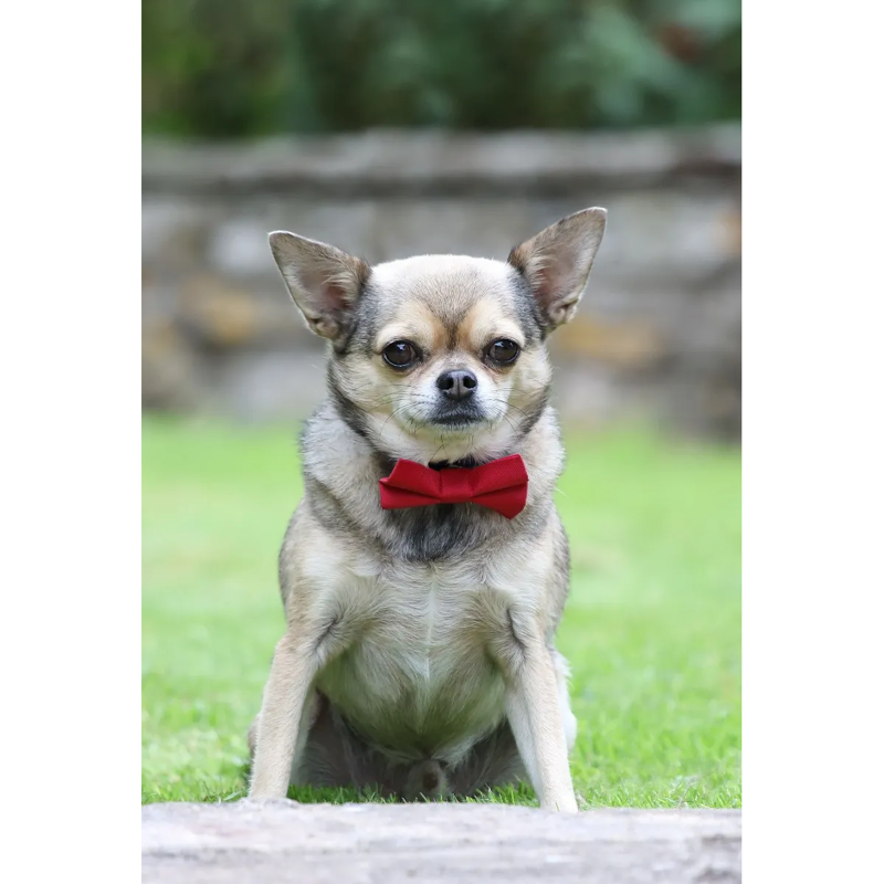 Digby And Fox Bow Tie - Red-1