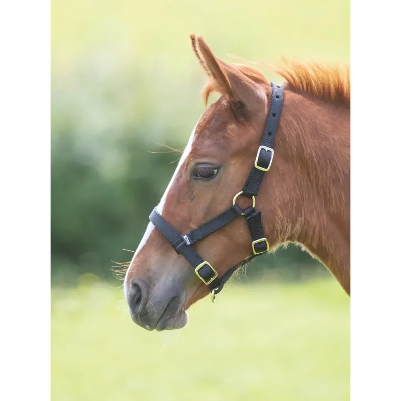 Shires ARMA Foal Headcollar - Black