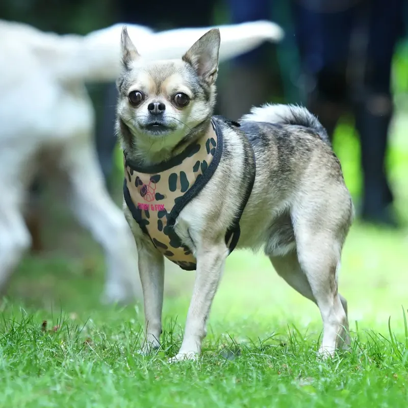 Digby And Fox Leopard Print Harness -1