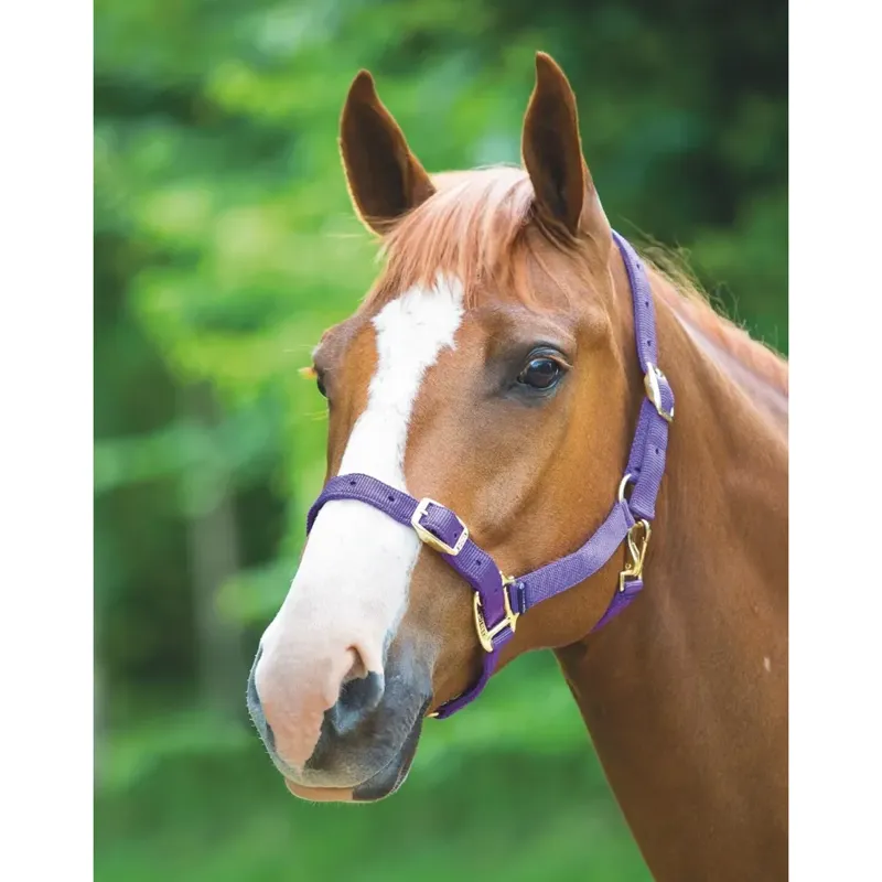Shires Adjustable Headcollar - Purple