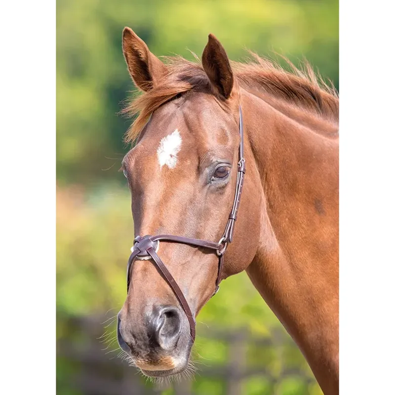 Shires Velociti GARA Mexican Noseband - Havana
