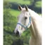 Shires Wessex Headcollar - Cambridge/Navy