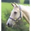 Shires Wessex Headcollar - Navy/Silver
