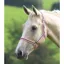 Shires Wessex Headcollar - Pink/Navy
