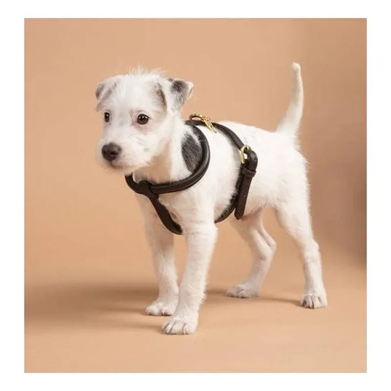 Shires Digby And Fox Rolled Leather Dog Harness - Brown