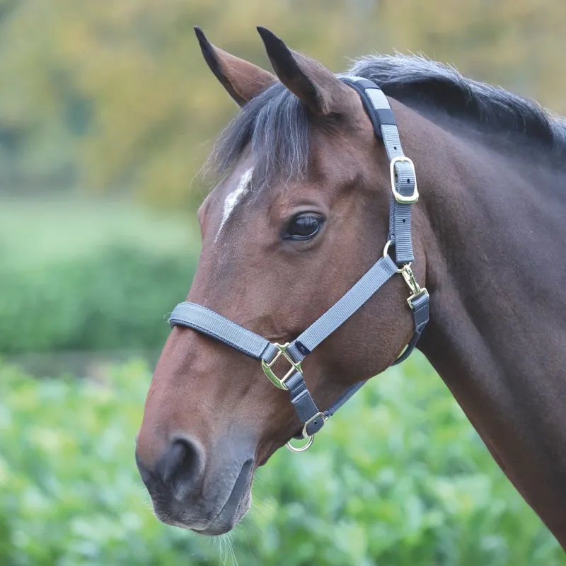 Shires Topaz Nylon Headcollar - Grey