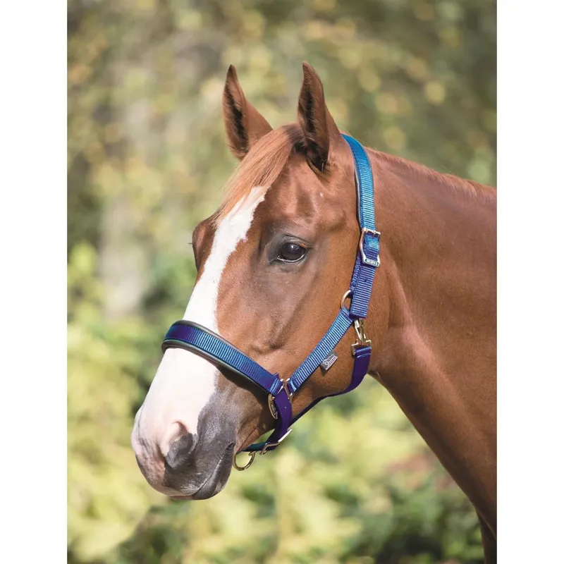 Shires Deluxe Padded Headcollar - Navy