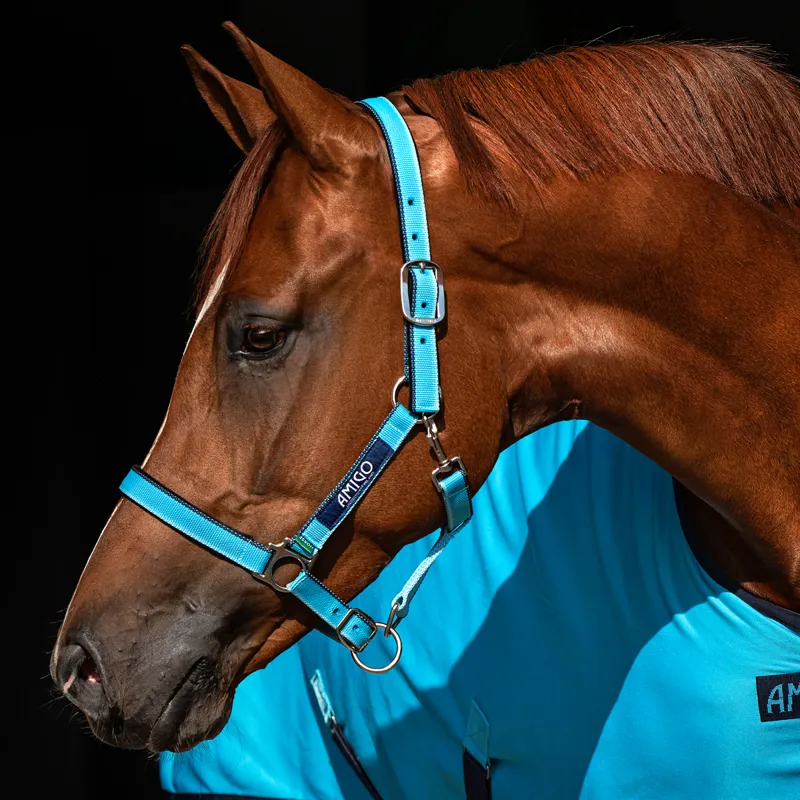 Horseware Amigo Headcollar - Delphinium Blue/Navy