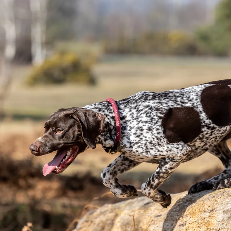 LeMieux Ascot Rope Collar - Burgundy-3