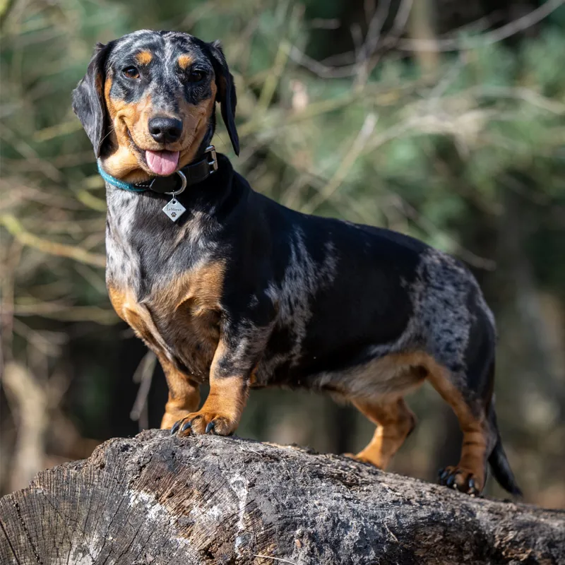 LeMieux Ascot Rope Collar - Peacock-3