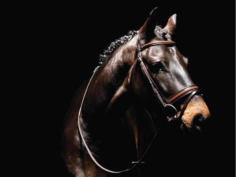 Caldene Patent Crocodile Flash Bridle with Reins in Brown