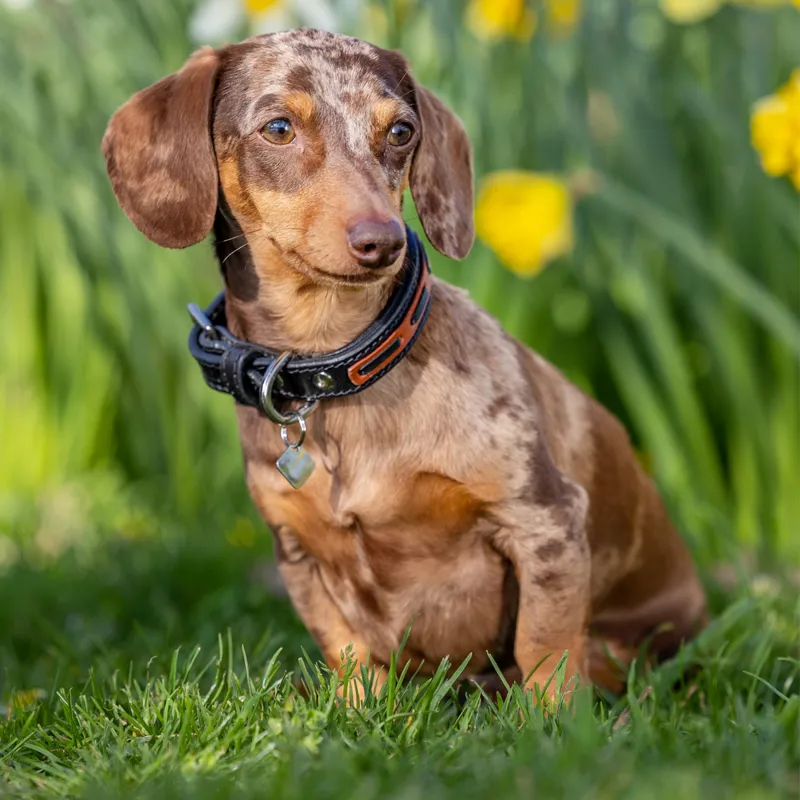 LeMieux Cambridge Collar - Black/Tan-3