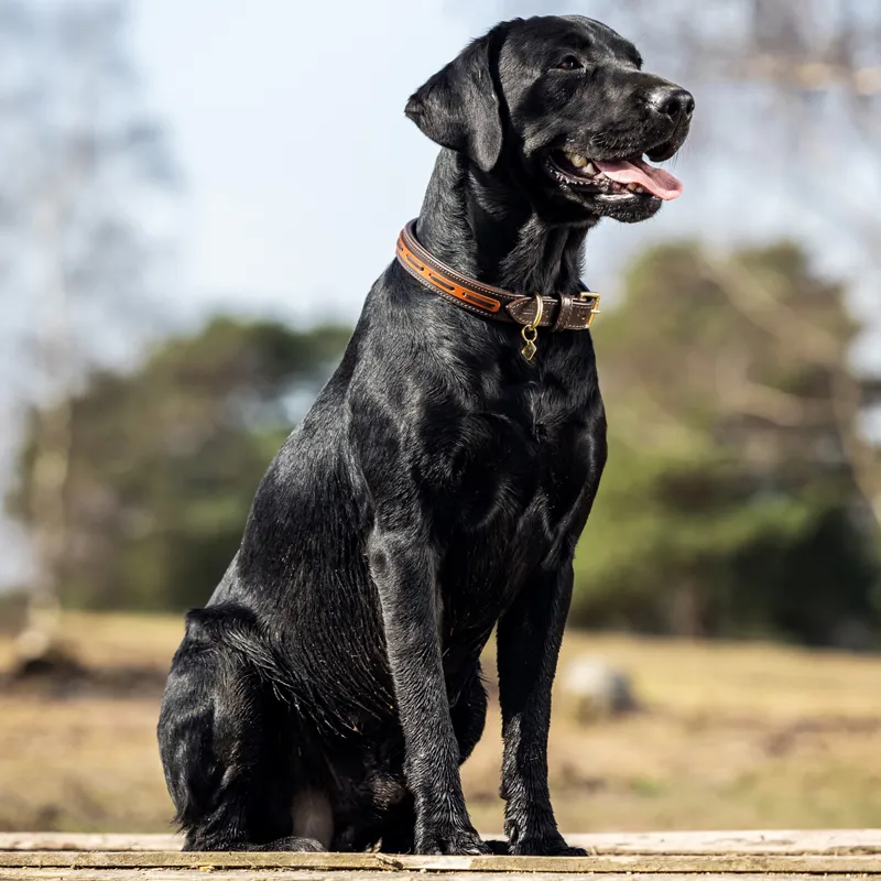 LeMieux Cambridge Dog Collar  - Mahogany/Tan-3
