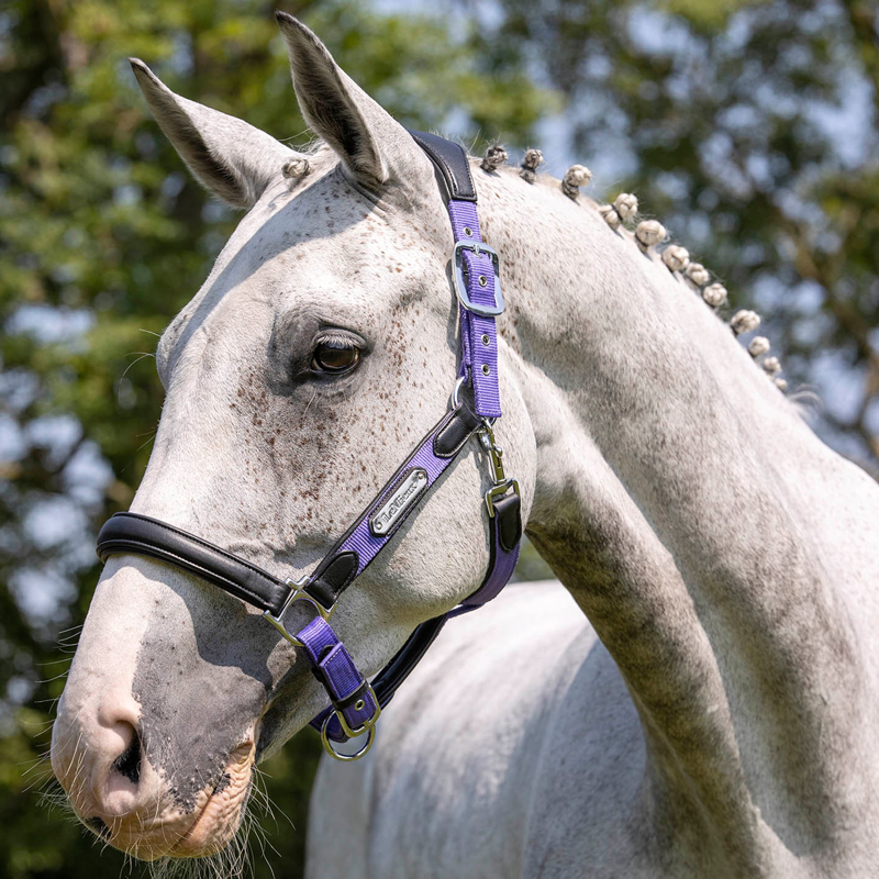 LeMieux Capella Headcollar - Bluebell-4