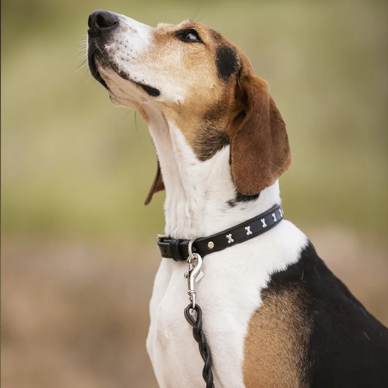 LeMieux Chelsea Dog Collar - Black-2