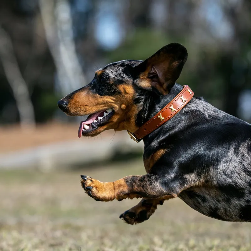 LeMieux Chelsea Dog Collar - Tan-2