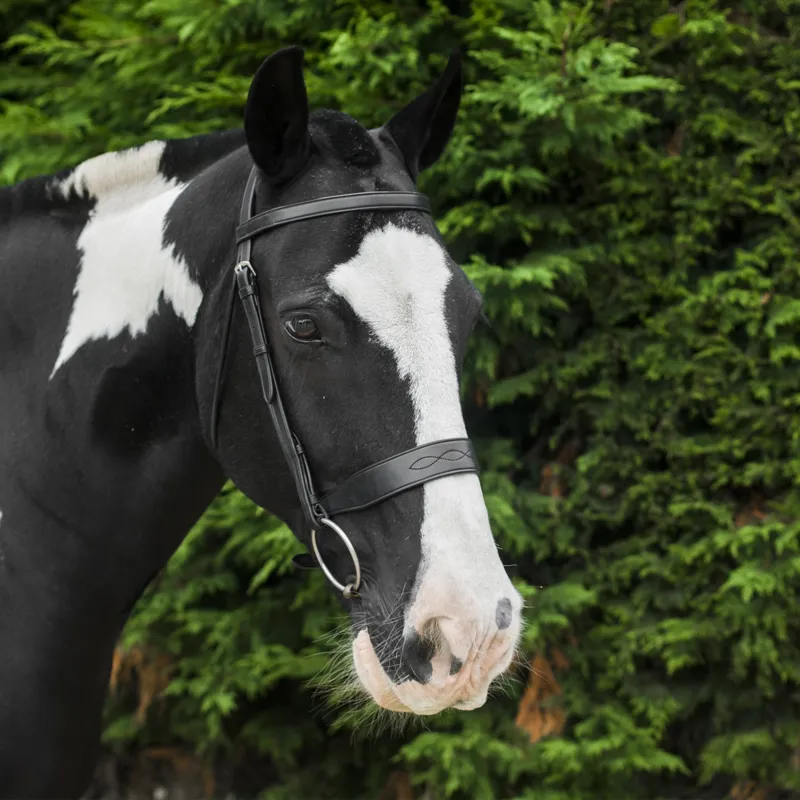 EcoRider Classic Show Bridle - Black-1