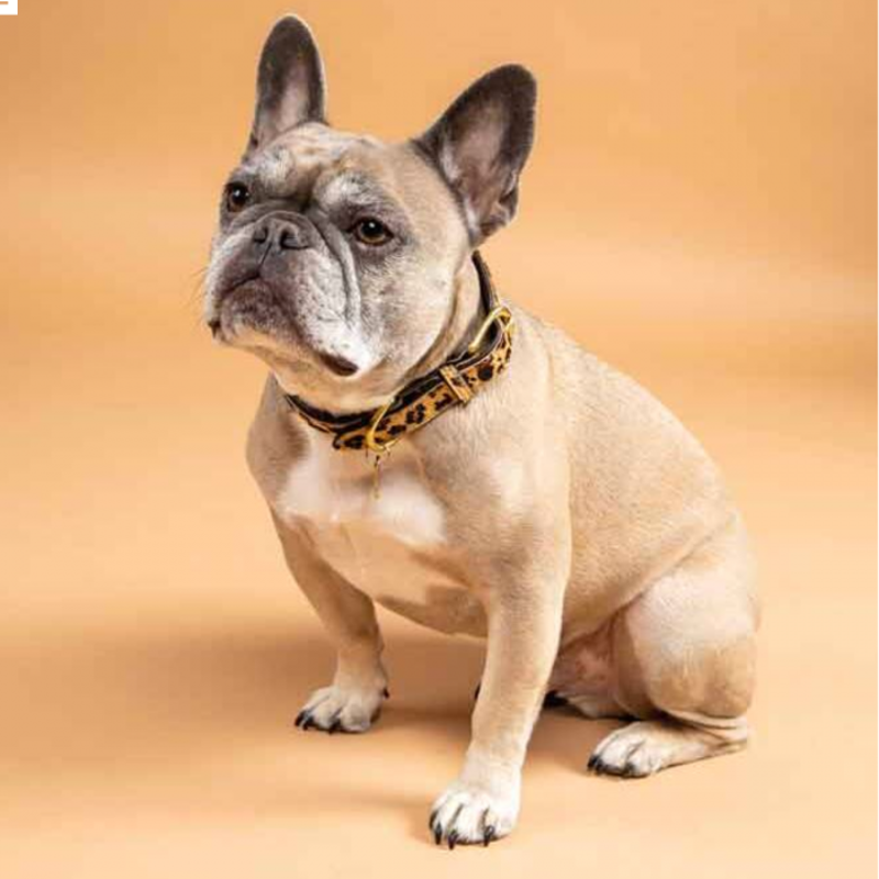 Digby and Fox Cow Hair Dog Collar - Leopard-1