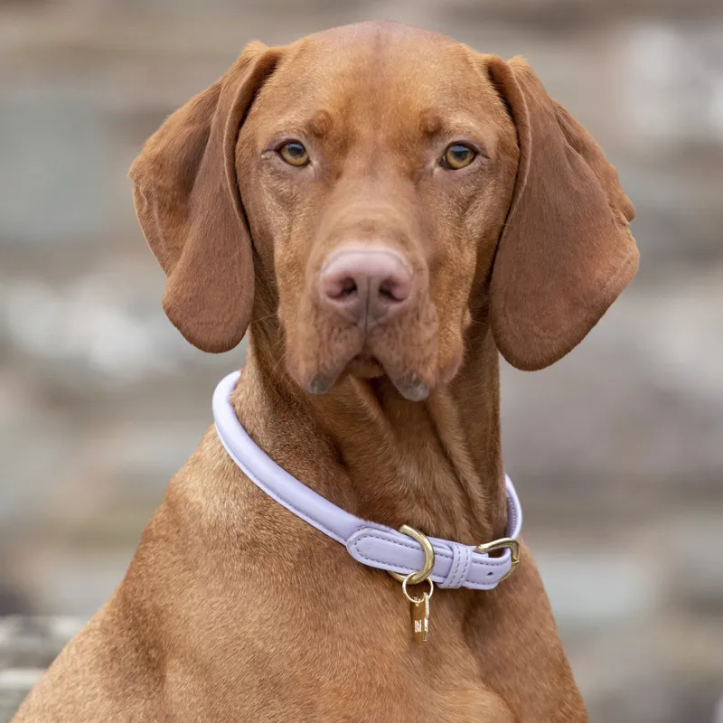 Shires Digby And Fox Rolled Leather Dog Collar - Lilac-1