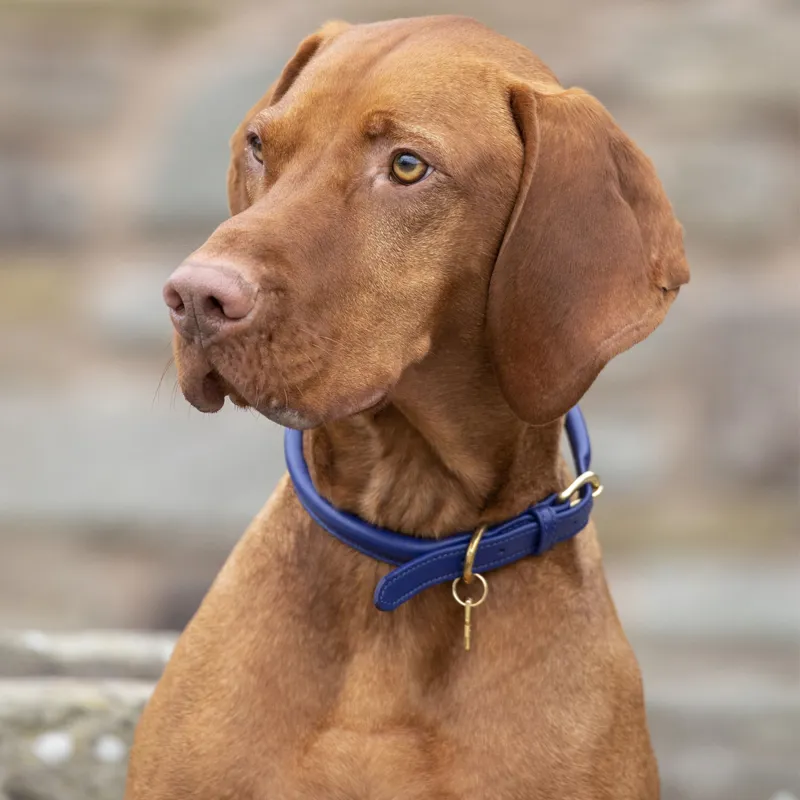 Shires Digby And Fox Rolled Leather Dog Collar - Royal-1