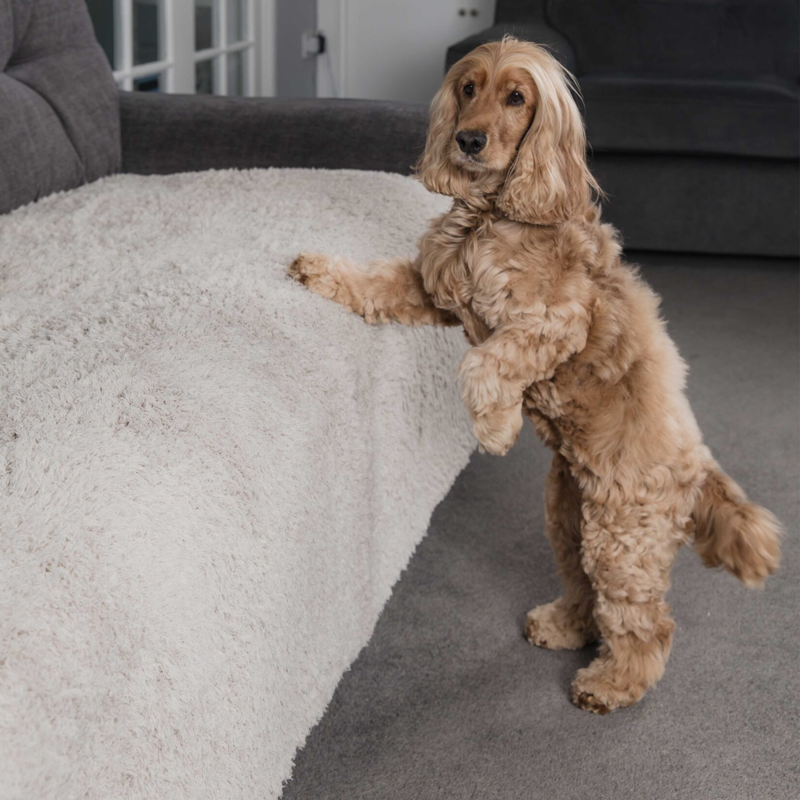 Pet Rebellion Comfy Cover-2