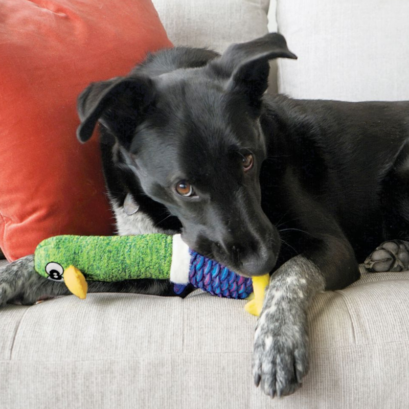 KONG Shakers Cuckoos Characters Dog Toy Medium - Assorted-4