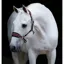 Horseware Rambo Padded Headcollar - Black/Pomegranate/White 