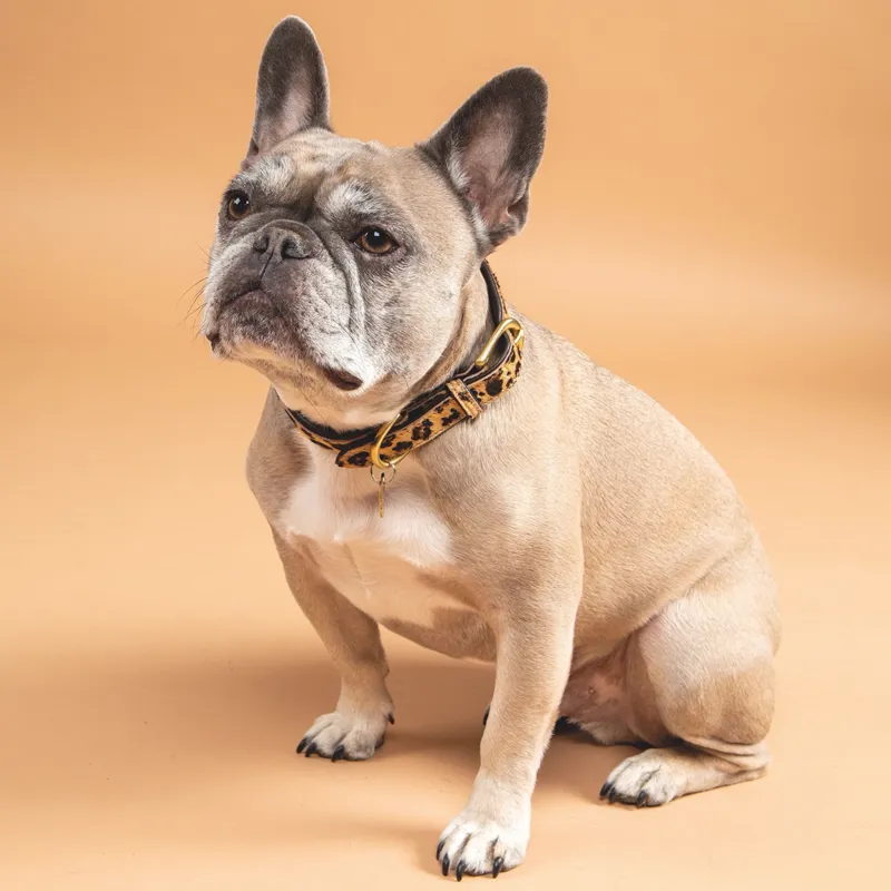 Digby And Fox Cow Hair Dog Collar - Leopard-1