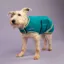 Shires Digby And Fox Waterproof Dog Rug Coat - Teal