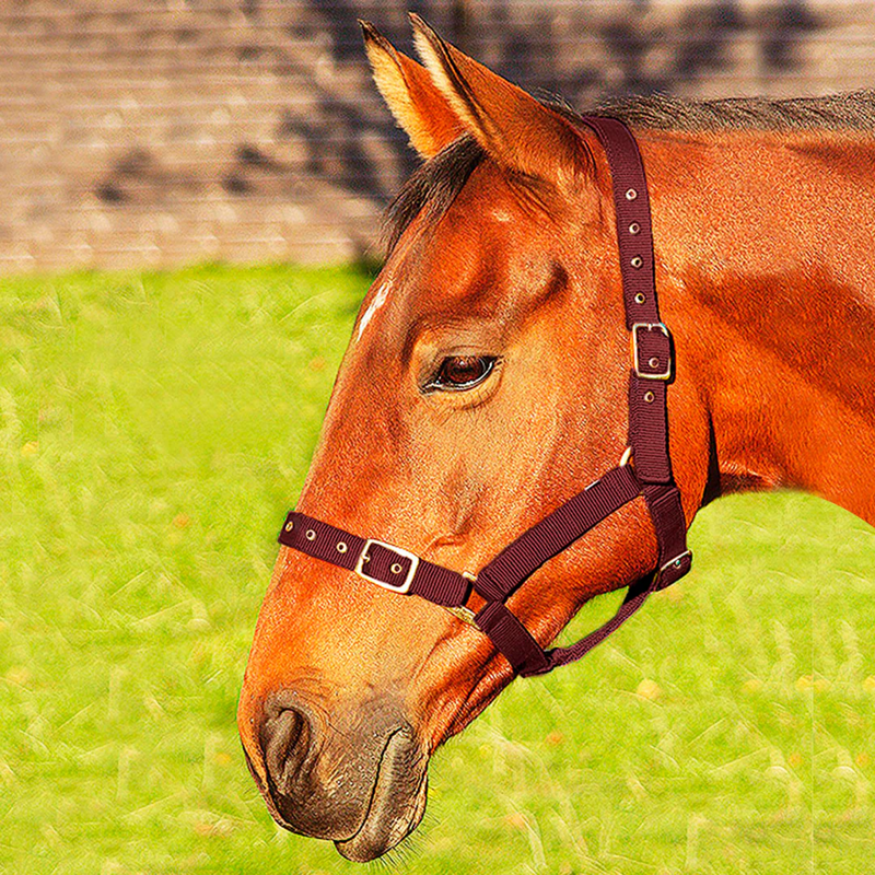 JHL Orion Headcollar - Burgundy