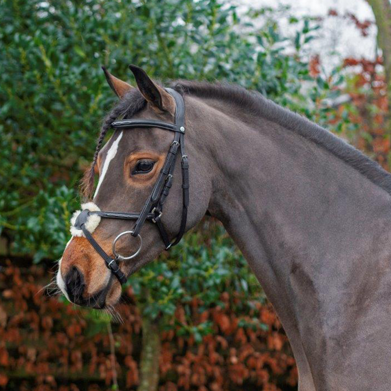 Ecorider Galway Grackle Bridle - Brown-5