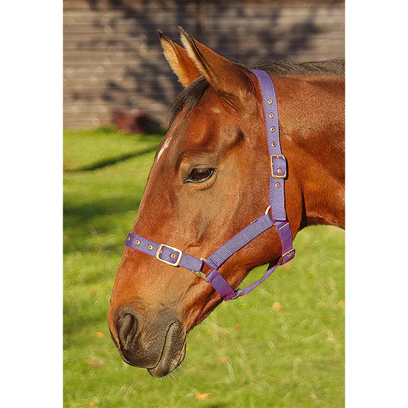 JHL Orion Headcollar - Purple