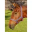 JHL Orion Headcollar - Purple