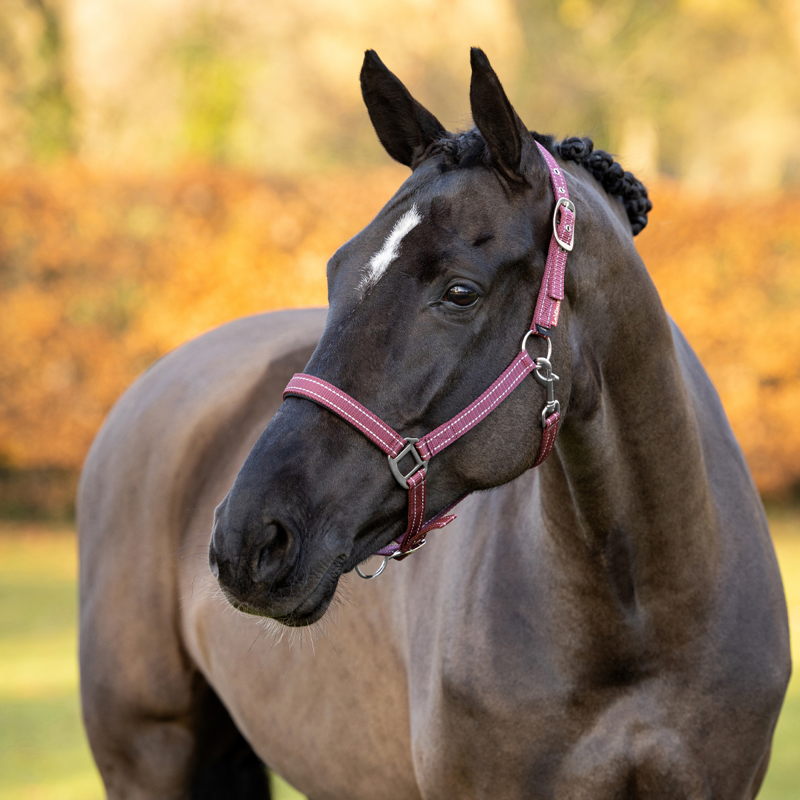LeMieux Neoprene Yard Headcollar - Burgundy-1