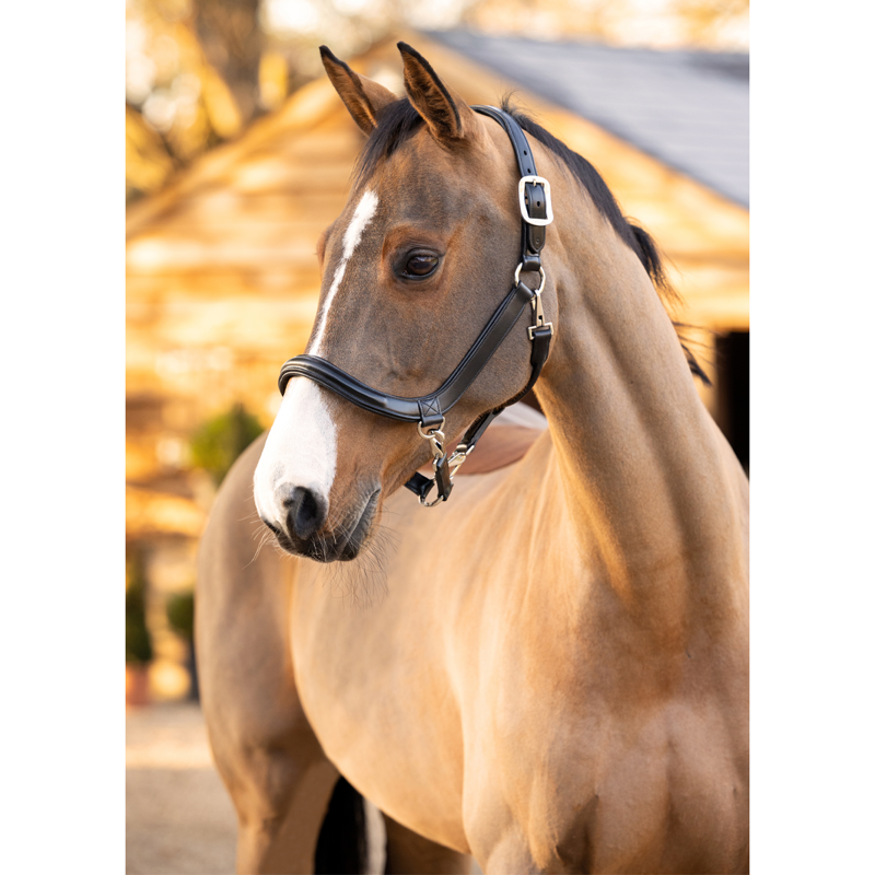 LeMieux Leather Grooming Headcollar - Black-3