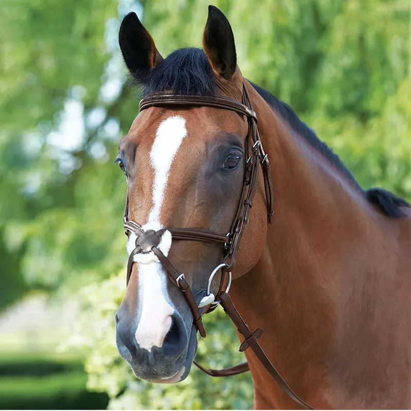 Mark Todd Padded Grackle Bridle - Havana