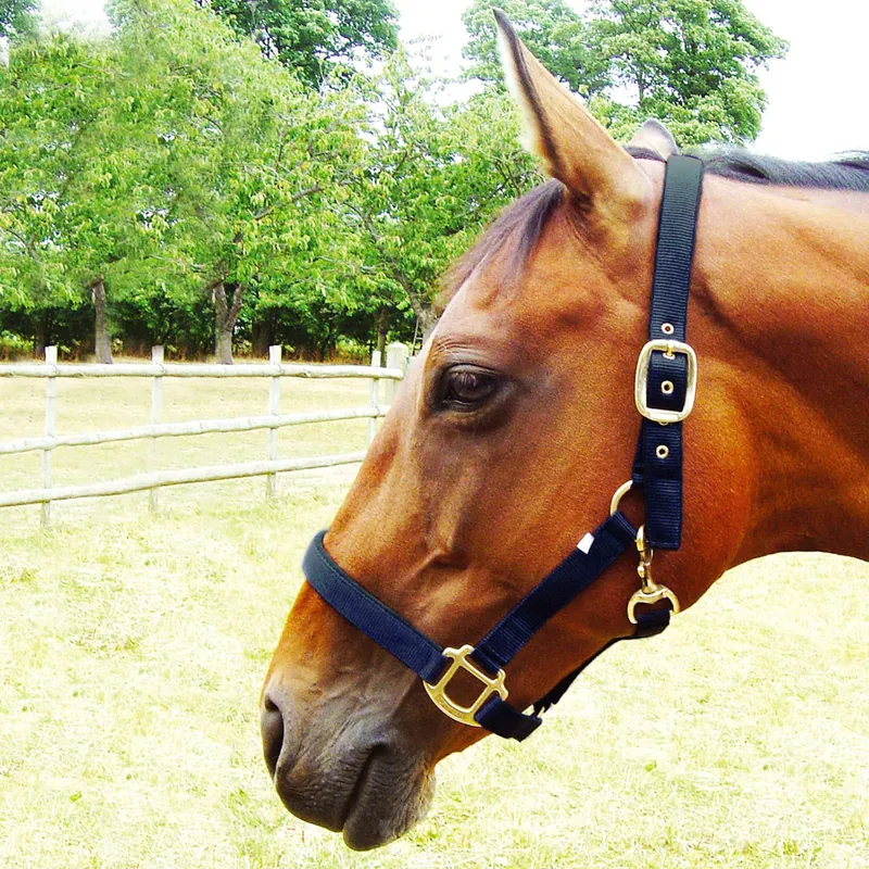 JHL Padded Headcollar - Navy