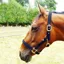 JHL Padded Headcollar - Navy