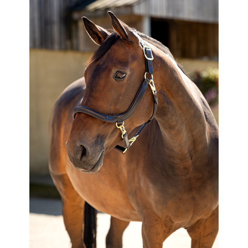 LeMieux Leather Grooming Headcollar - Brown-1