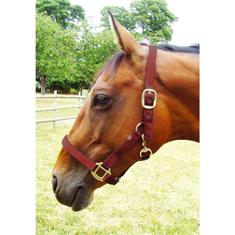 JHL Padded Headcollar - Burgundy
