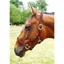 JHL Padded Headcollar - Burgundy