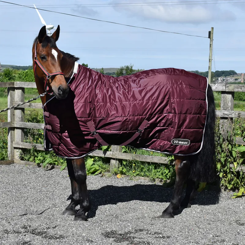 John Whitaker Crompton 100g Stable Rug - Purple