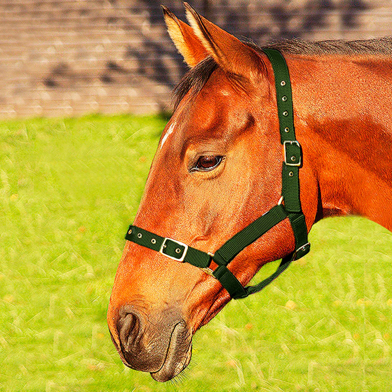 JHL Orion Headcollar -  Green