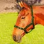 JHL Orion Headcollar -  Green