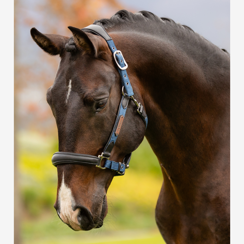LeMieux Capella Headcollar - Atlantic-1