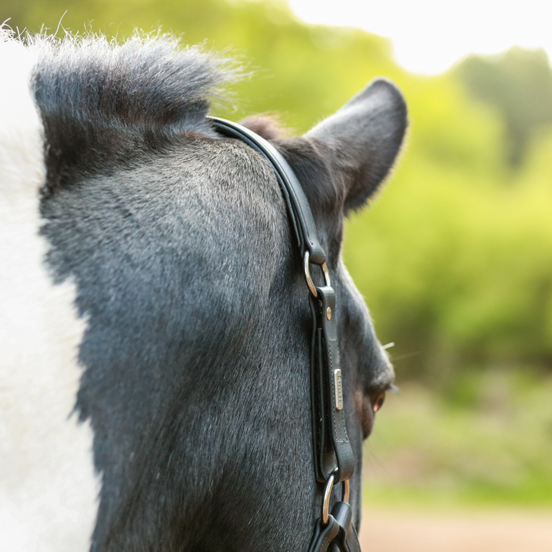 Equilibrium New Stellar Headcollar - Black-3