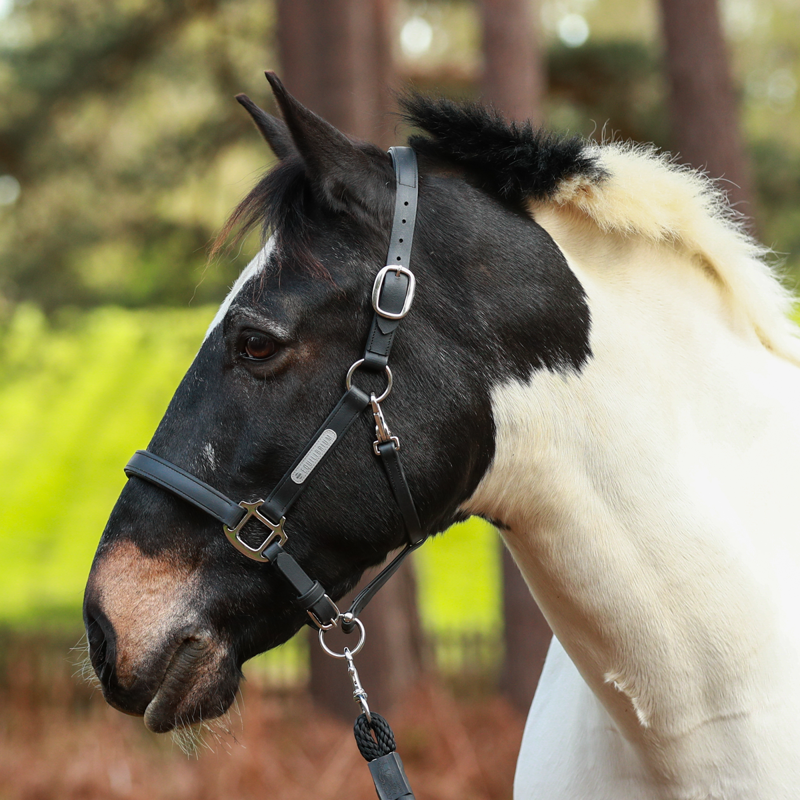 Equilibrium New Stellar Headcollar - Black-2