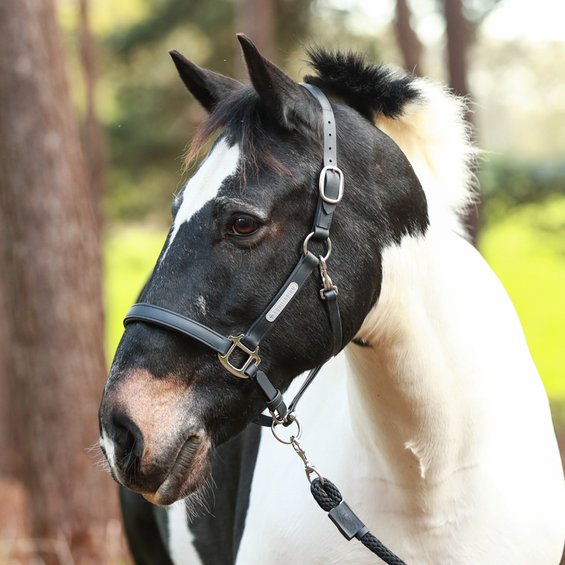Equilibrium New Stellar Headcollar - Black-1