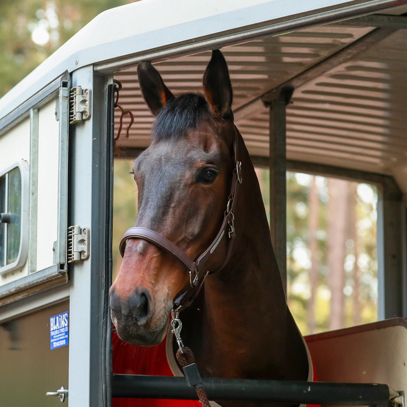 Equilibrium New Stellar Headcollar - Brown-1
