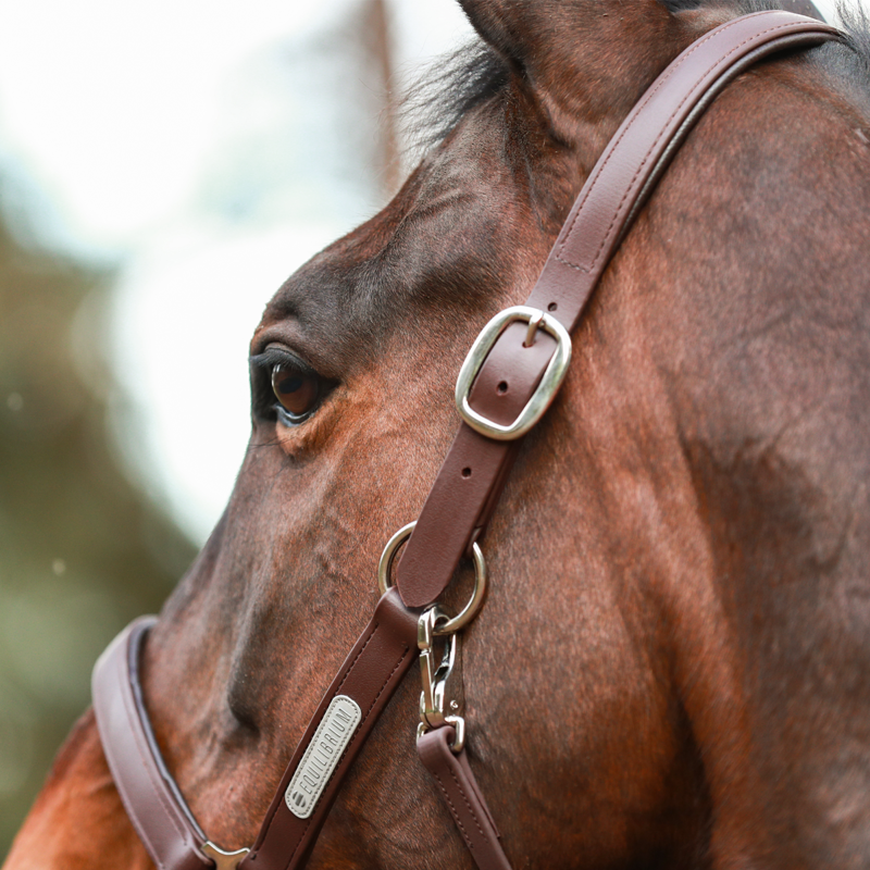 Equilibrium New Stellar Headcollar - Brown-3